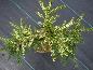 Świerk wschodni (Picea orientalis) Argenteospicata